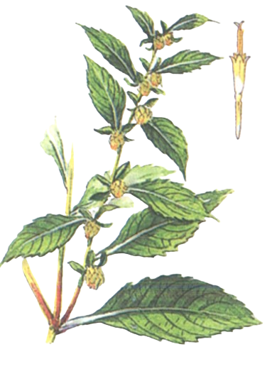 天名精