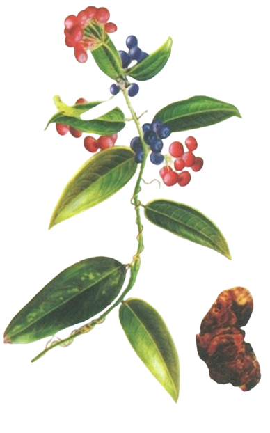 茯苓